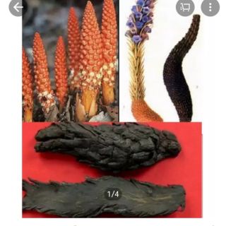 500gr Nhục thục dung ( dược liệu ngâm rượu )