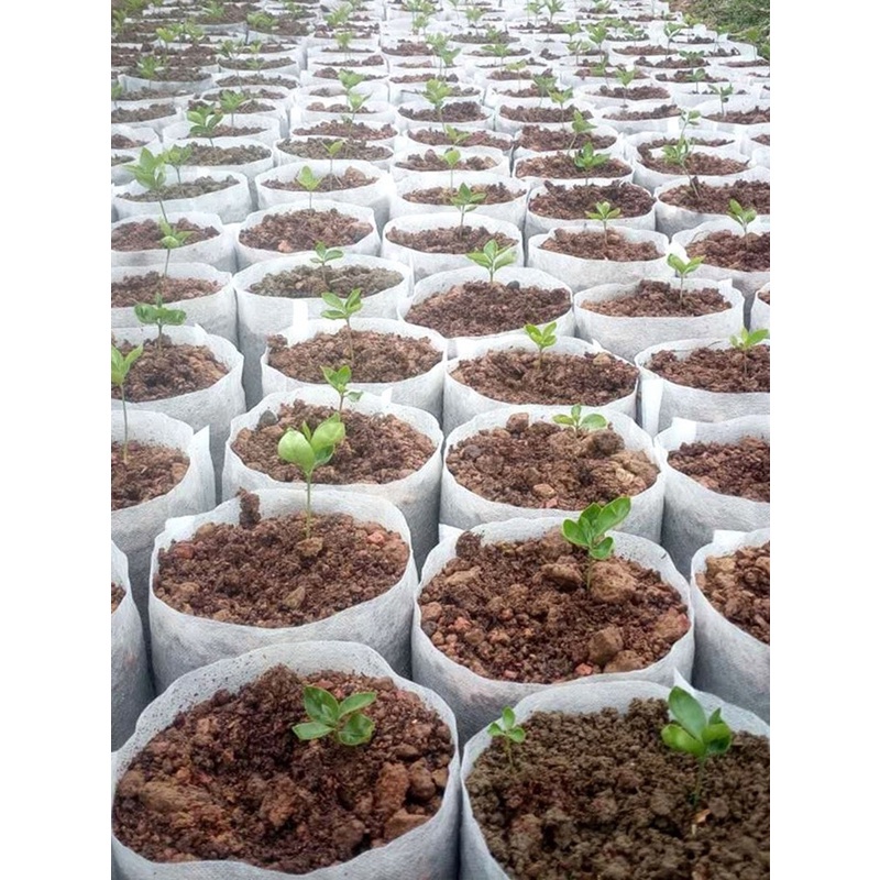 Túi Trồng Cây Bằng Vải Không Dệt Thân Thiện Với Môi Trường Có Thể Phân Hủy Sinh Học CR1