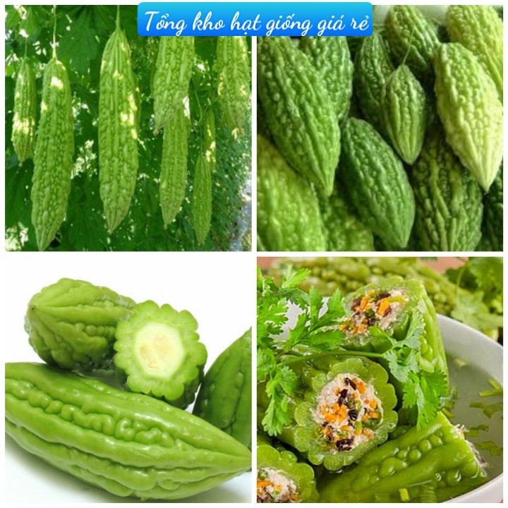 Hạt Giống Mướp Đắng(Khổ Qua) Siêu Trái F1(Gói 15 hạt)Dễ Trồng &amp;Siêu trái-Tổng kho hạt giống giá rẻ