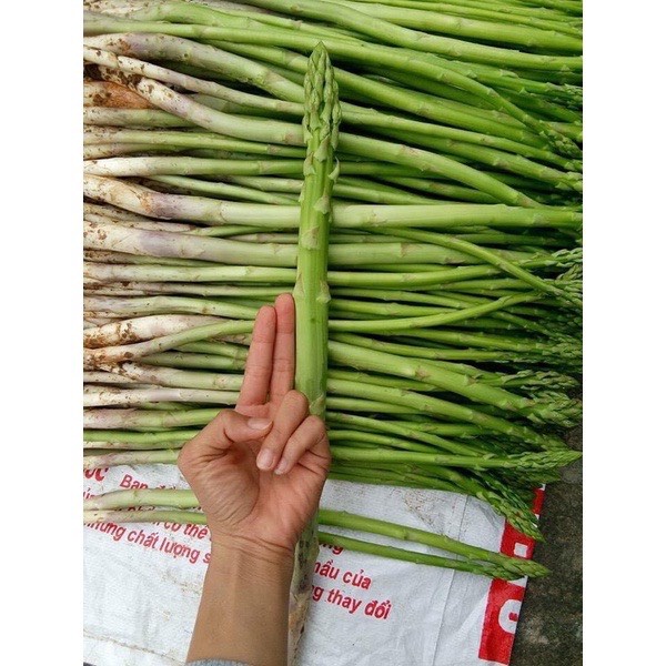 Hạt Giống Măng Tây Xanh rado 636