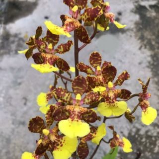 Hoa phong lan vũ nữ thỏ
