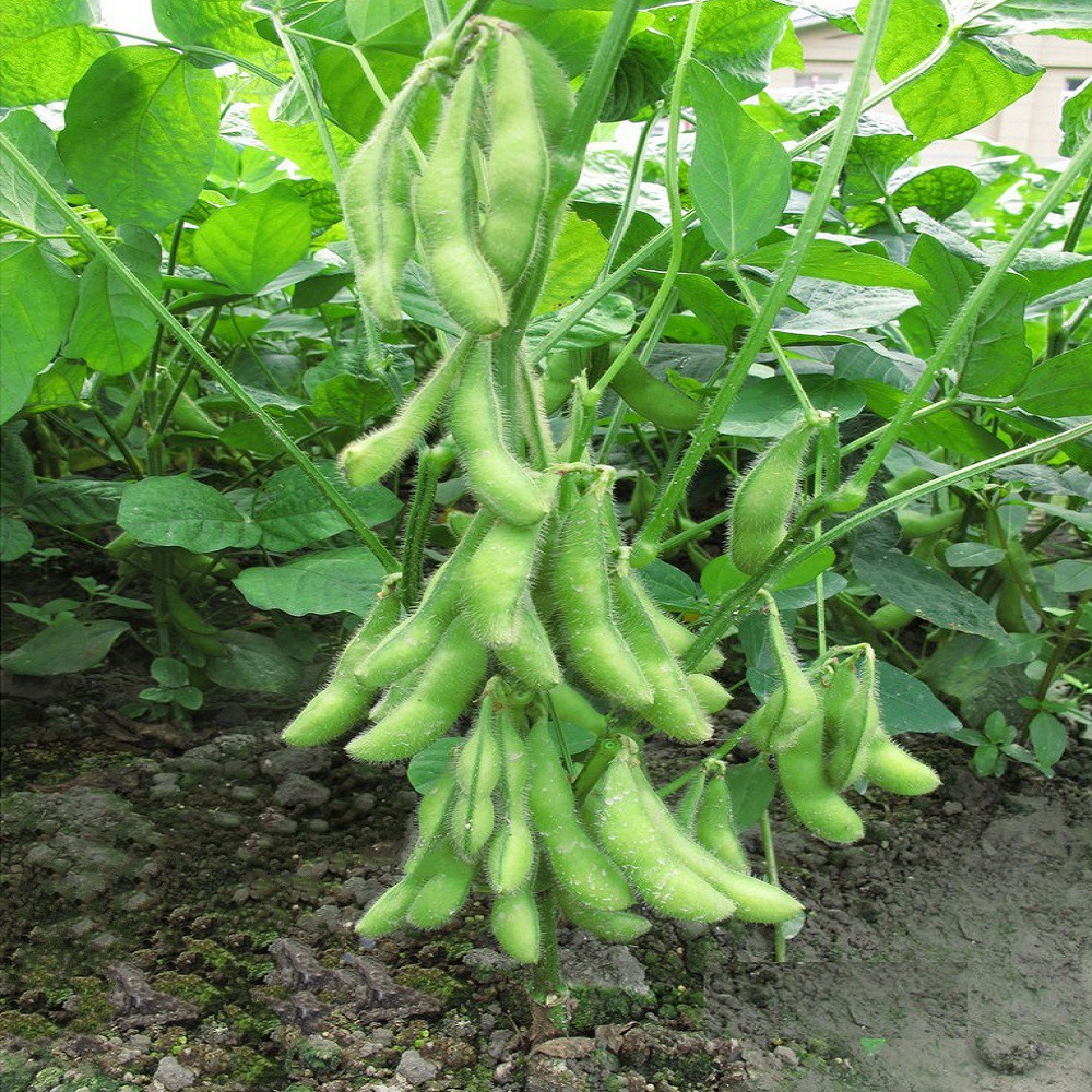 Hạt giống đậu nành rau Nhật Bản RADO 015 hàng Rạng Đông