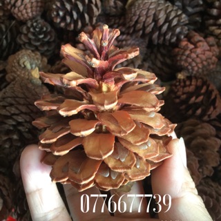 Combo 3kg 3 loại trái thông lớn- trung-nhỏ