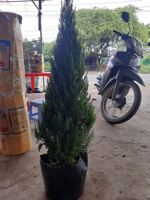 Cây sơn tùng
