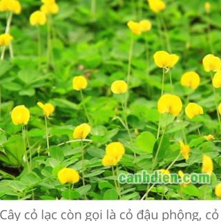 Cây cỏ lạc giống combo 5 bụi giống nhiều cây con