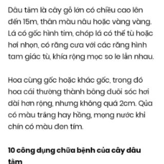 Cây dâu tằm bầu đất( đang trái)