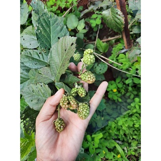 Dâu tây hữu cơ