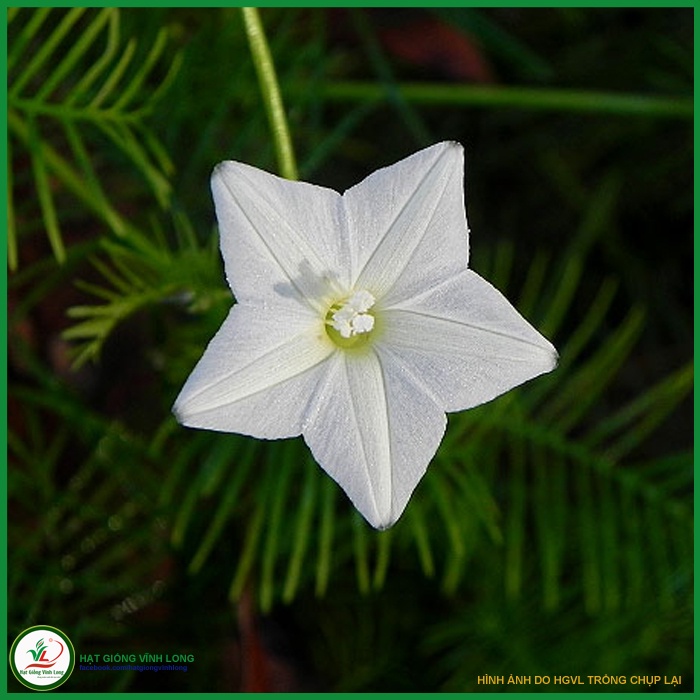 Hạt giống hoa Tóc Tiên màu trắng  - 15 hạt