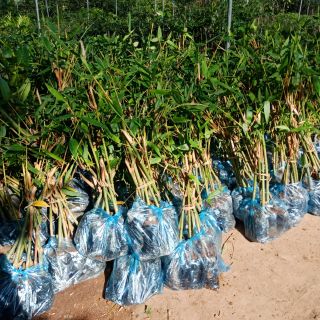 Cây măng tre bát độ giống