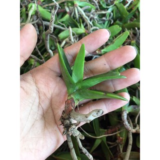 hoàng nhạn giống t4 - 4 cây 45k