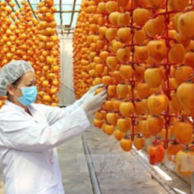 Hồng treo gió Cầu Đất- Đà Lạt