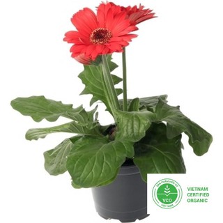 10 hạt giống đồng tiền thuthuy