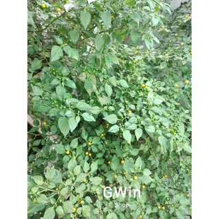 20 quả ớt Peru-Aji Charapita (tặng thêm 5 quả)