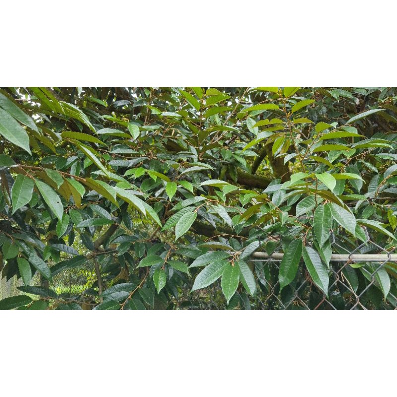 Phân Bón Sinh Học