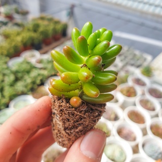 🔥 sale + free ship 🔥 sen đá thạch ngọc đỏ size mini
