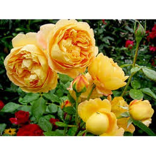 Hoa hồng leo vàng Golden celebration Rose