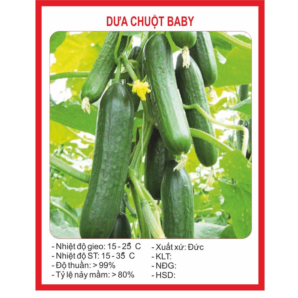 Hạt giống Dưa Chuột Chùm (Baby) 10 Hạt