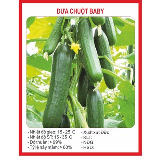  Hạt giống Dưa Chuột Chùm (Baby) 10 Hạt
