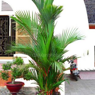 Cây 🌲 Cau đỏ...phong thủy cao 1m6