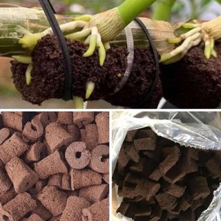 Mút hữu cơ ươm kei lan - hàng nhập khẩu hà lan