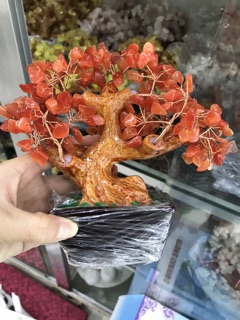 Cây đá vụn đá
