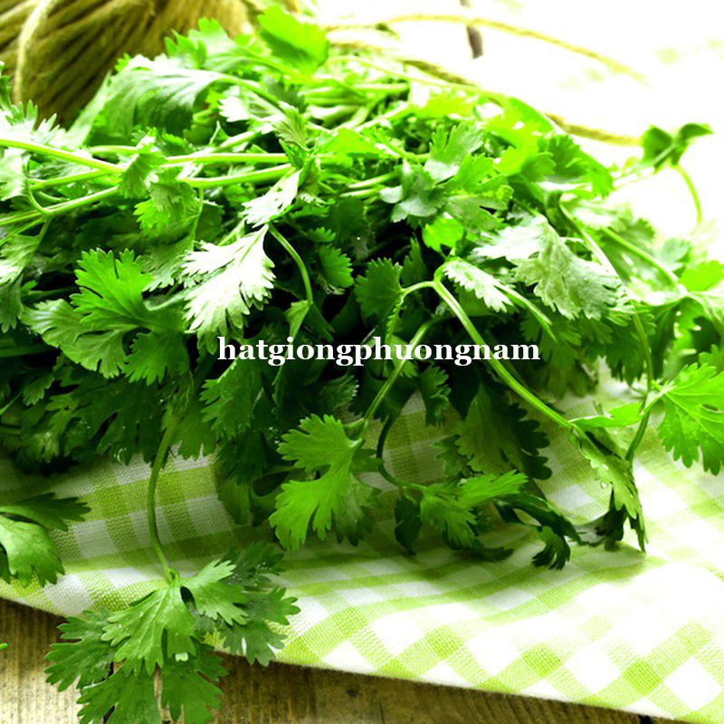 Hạt Giống Rau Ngò Gói 20g Giá Rẻ