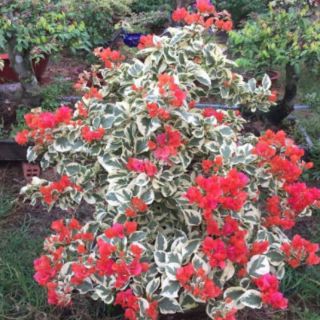 Cây Hoa giấy Câm Thạch Cam ( hot)