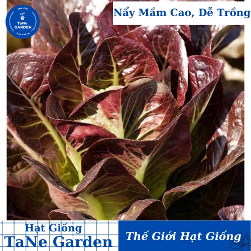 1500h Hạt Giống Xà Lách Romaine đỏ Chịu Nhiệt - TaNe Garden