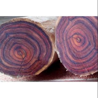 Cây giống gỗ sưa đỏ chuẩn 100% cây cao 60cm