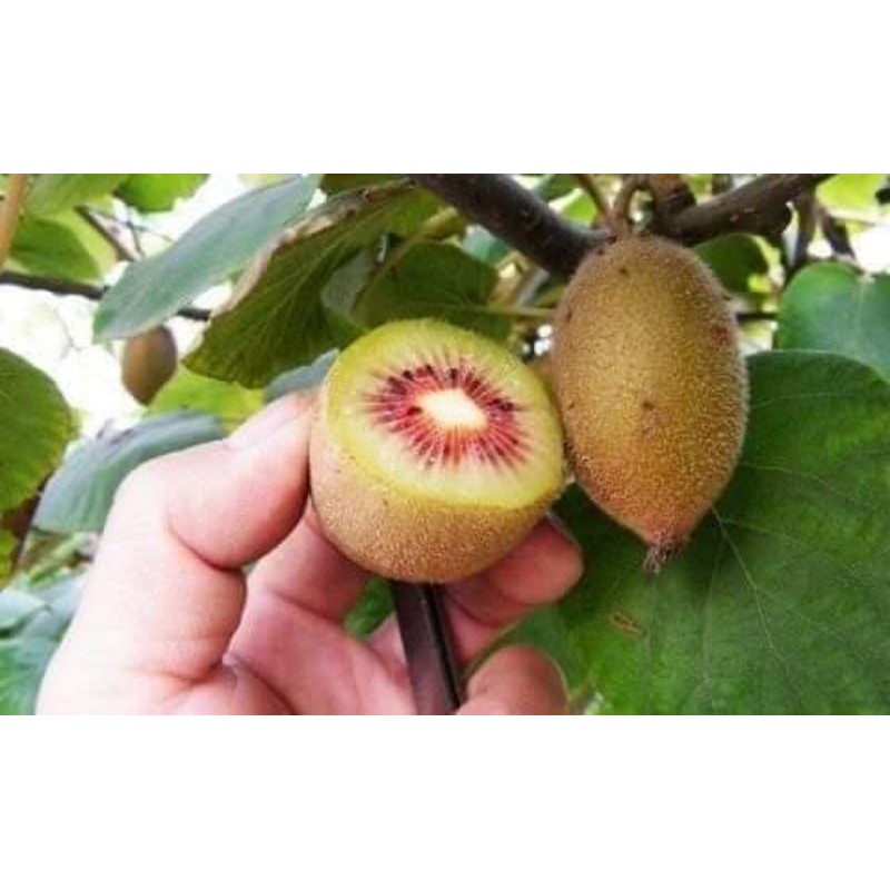 cây giống kiwi,vàng,xanh,đỏ