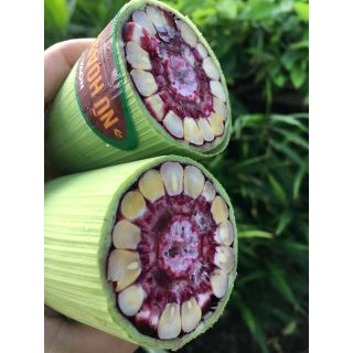 Combo 5 gói BẮP NỮ HOÀNG x GÓI 50 HẠT tặng 1 kích rễ dưỡng cây con