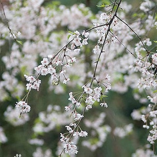 Hạt giống hoa anh đào Nhật  10h