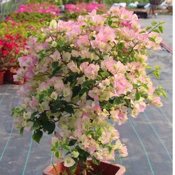 Phân bón hữu cơ cho hoa, hoa giấy- Phân bón siêu hoa giấy giúp sai hoa, giữ hoa lâu tàn.