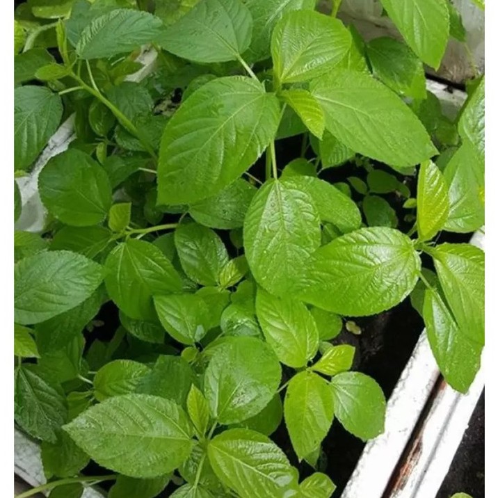 [Seeds] Hạt giống Rau đay trắng/ rau đay đỏ, đóng gói 10gr