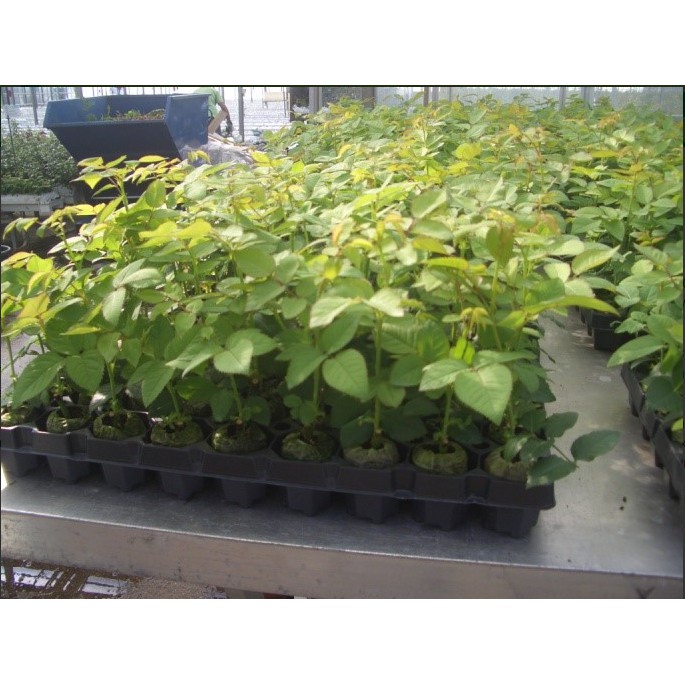 Khay ươm 49 lỗ chuyên dùng cho viên nén ươm hạt