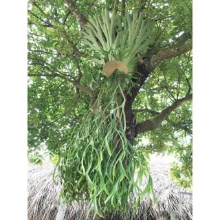 Cây ổ rồng bifucatium cao trên 40 cm