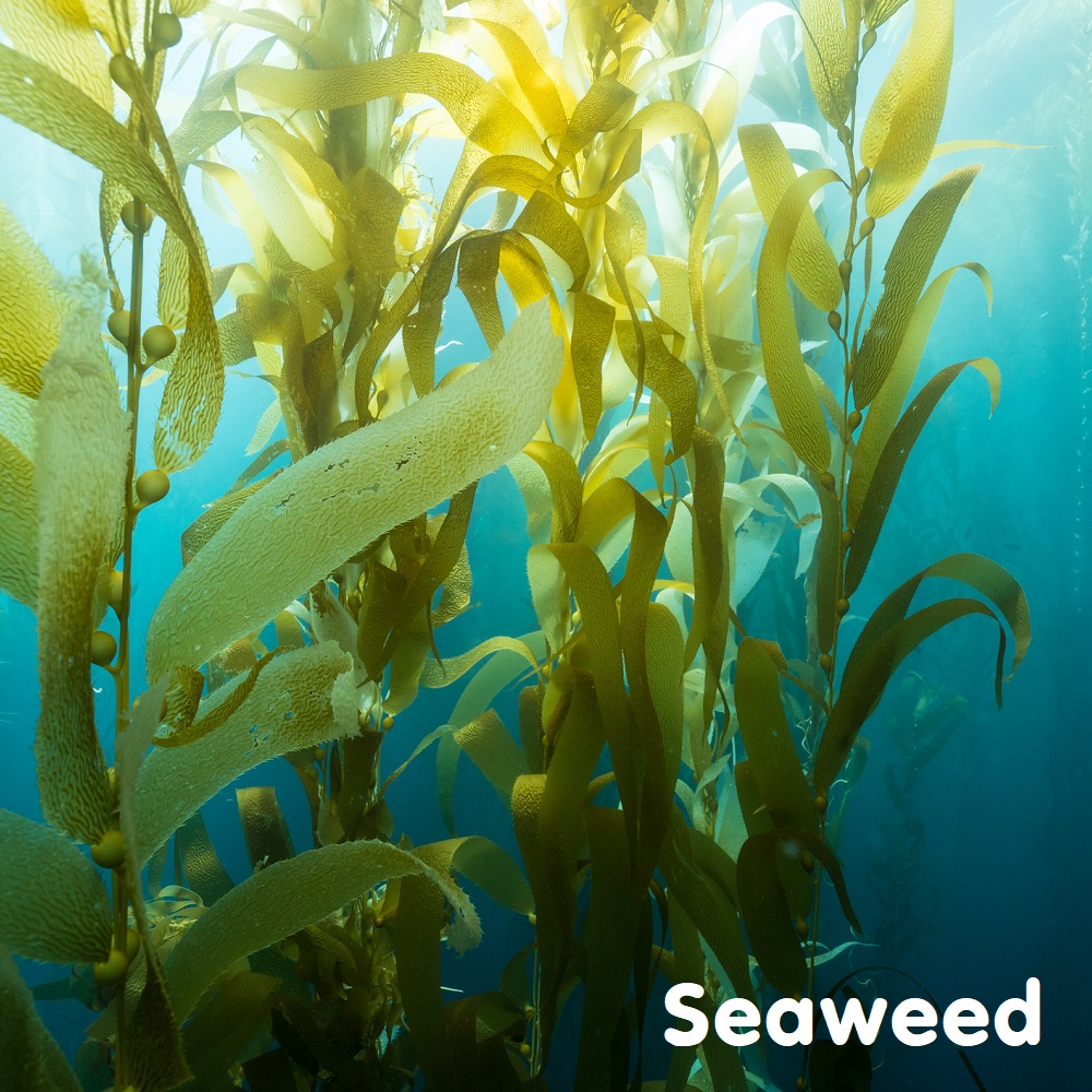 Tinh dầu rong biển Seaweed Essential Oil