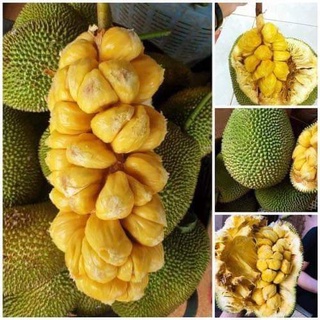Cây giống mít tố nữa ghép