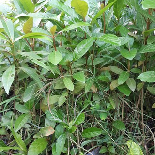 Combo 2 Cây gáo vàng khỏe đẹp