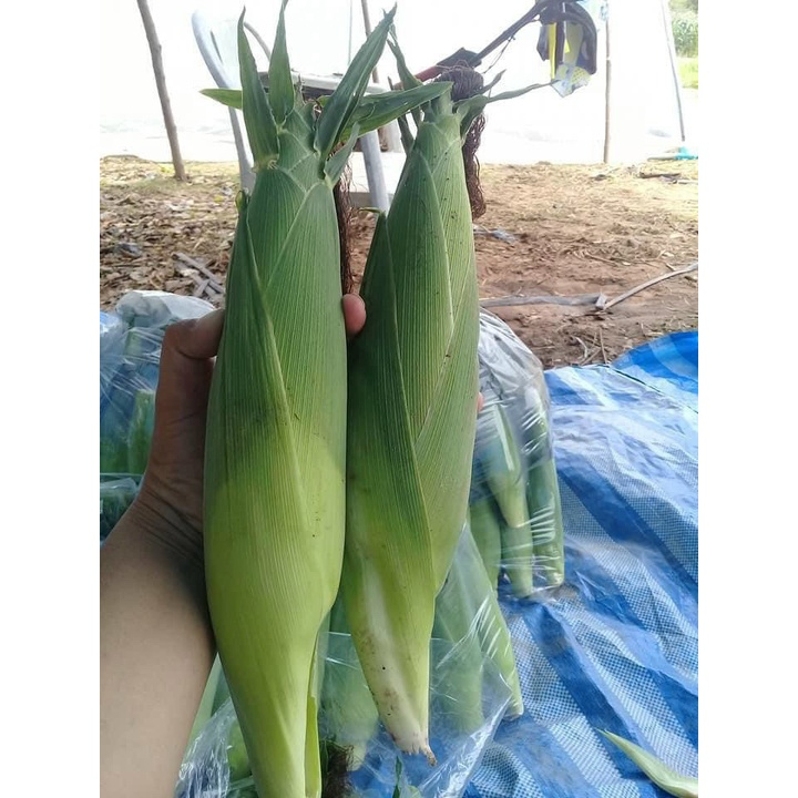 - BẮP MỸ TÁCH HẠT 200 G