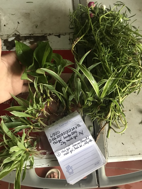 Combo 50 cây cỏ lan chi