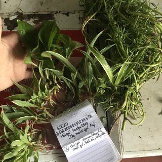 Combo 50 cây cỏ lan chi ( cây dây nhện)