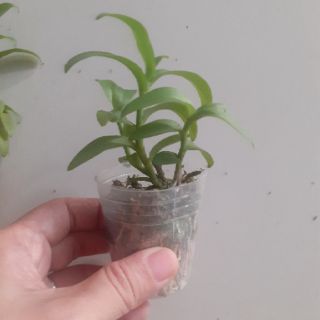 Phi điệp 5ct Phú Thọ gieo hạt