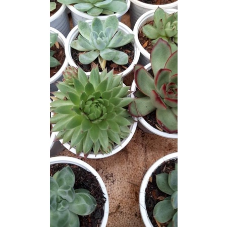 Sen đá phật bà chậu mini