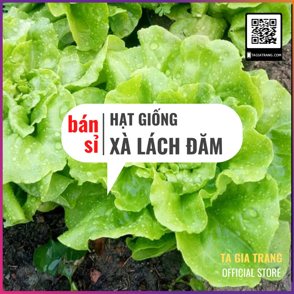 [Bán sỉ] - Hạt giống xà lách đăm (xà lách cuộn) xanh