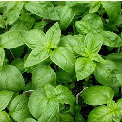 Hạt Giống Húng Tây - - tặng kèm thuốc kích mầm