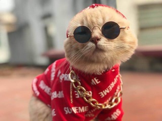 Kính mắt thời trang cho mèo