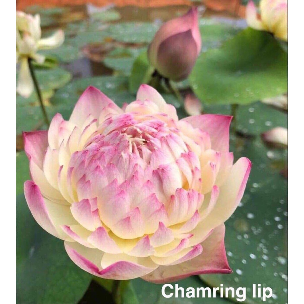 Củ Sen Thái Giống- 12 loại- Cho Hoa Sau 1 Tháng Trồng