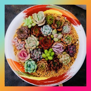  Random 5 loại SEN ĐÁ MINI ĐÀ LẠT🍏cute🔥không chậu🥤FREESHIP🧧Lỗi1đổi1