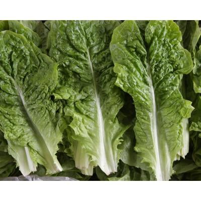 Gói 0,5 gram giống xà lách mix 5 loại - tỷ lệ nảy mầm 95%